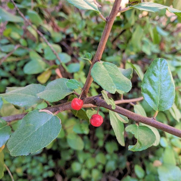 Evergreen Currant Bush