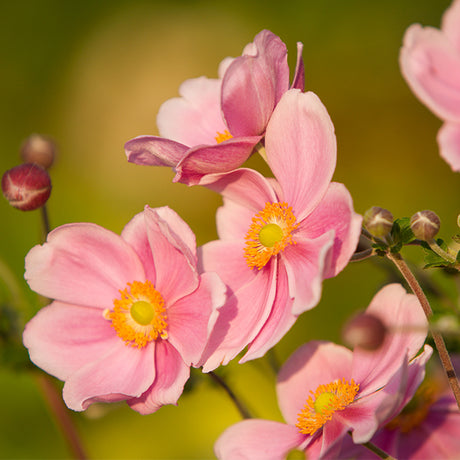 September Charm Anemone