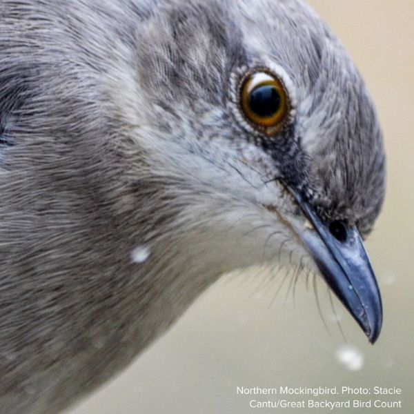 Audubon&reg; Native Steeplebush