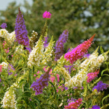 Perfect Pastels Butterfly Bush