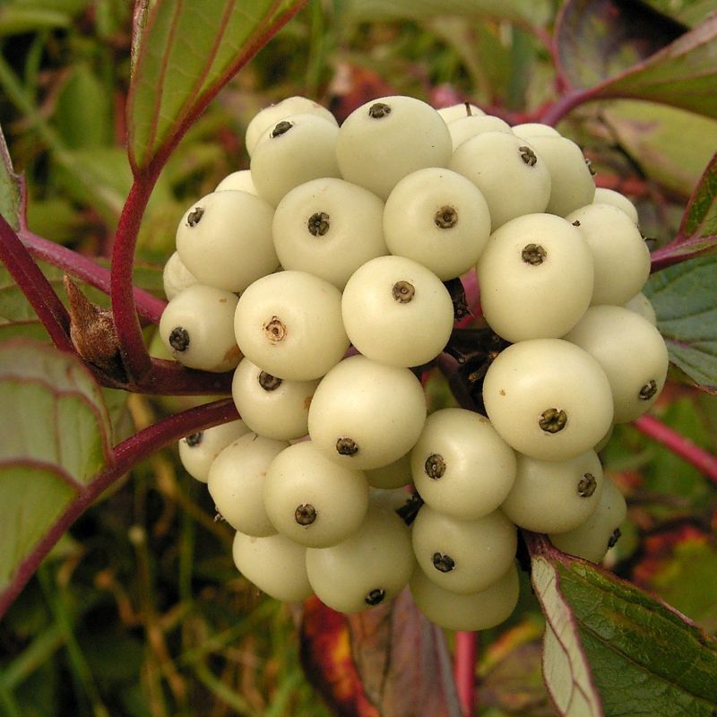 Elegantissima Dogwood