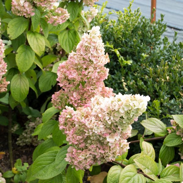 Moonrock® Panicle Hydrangea | Buy at NatureHills.com