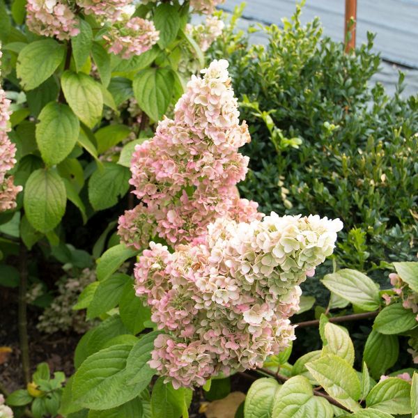 Moonrock&reg; Panicle Hydrangea