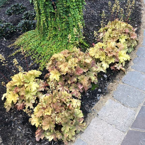 Topaz Jazz Coral Bells