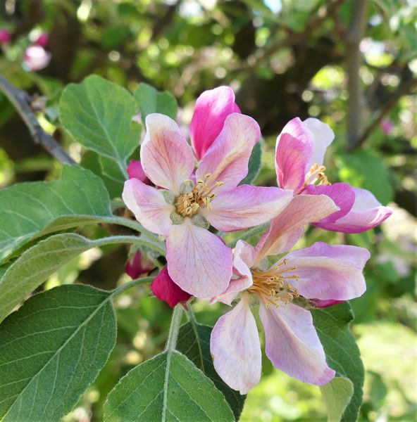 Anna Apple Tree