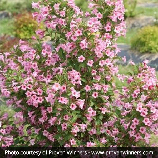 Sonic Bloom&reg; Pure Pink Weigela