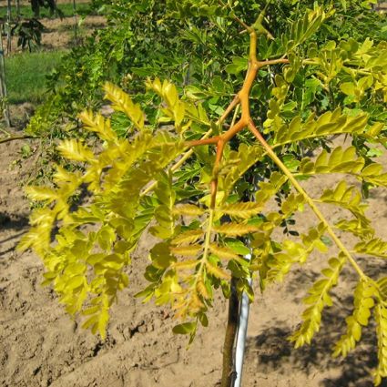 Sunburst&reg; Honeylocust