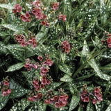 Raspberry Splash Lungwort