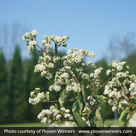 Proven Winner&reg; Color Choice&reg; Temple of Bloom&reg; Heptacodium