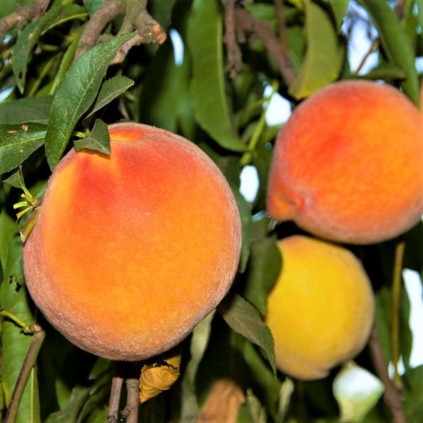 Loring Peach Tree