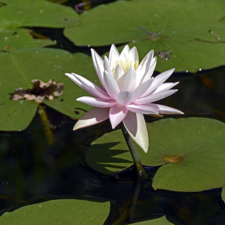 Marliacea Carnea Water Lily