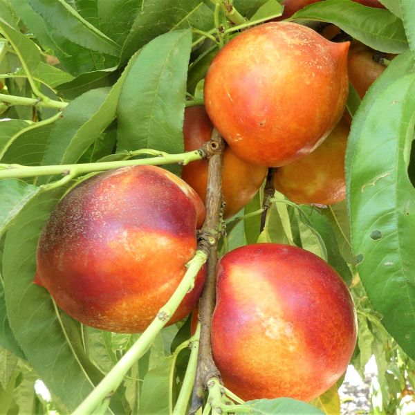 Double Delight Nectarine Tree