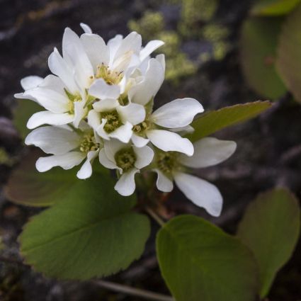 Regent Saskatoon Serviceberry