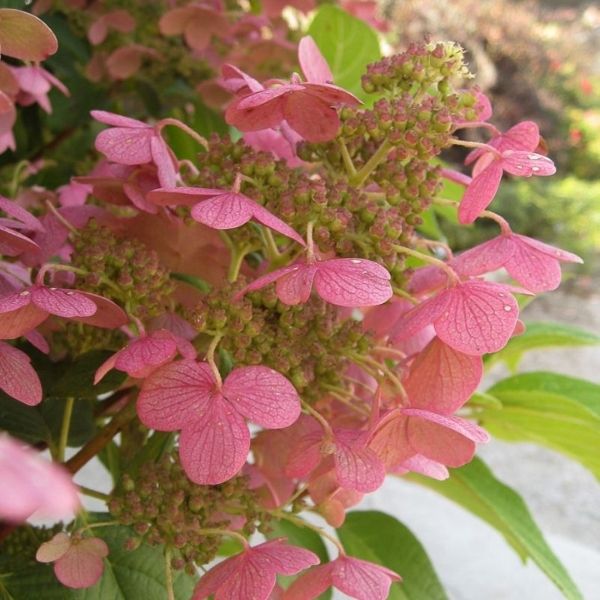 Quick Fire&reg; Panicle Hydrangea