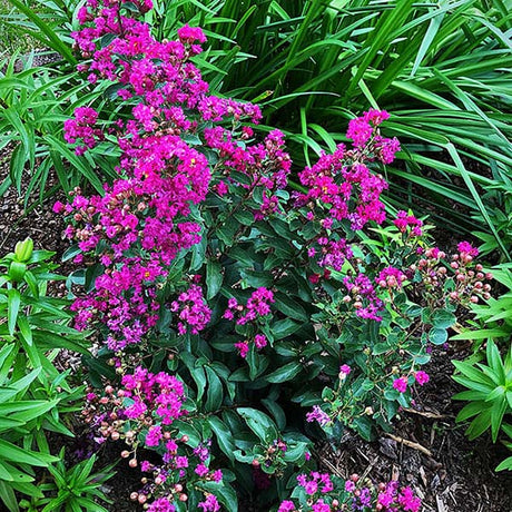 GreatMyrtle&trade; Red Velvet Crape Myrtle Shrub