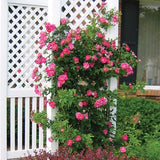 William Baffin Climbing Rose