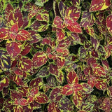 Coleus Splish Splash