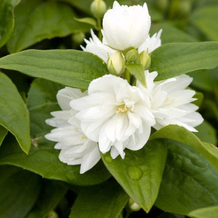 Miniature Snowflake Mock Orange