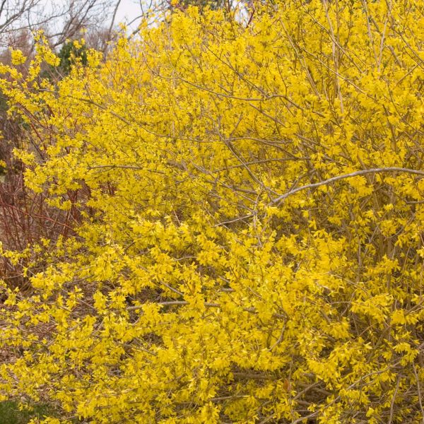 Meadowlark Forsythia