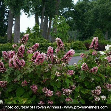 Gatsby Pink&reg; Oakleaf Hydrangea