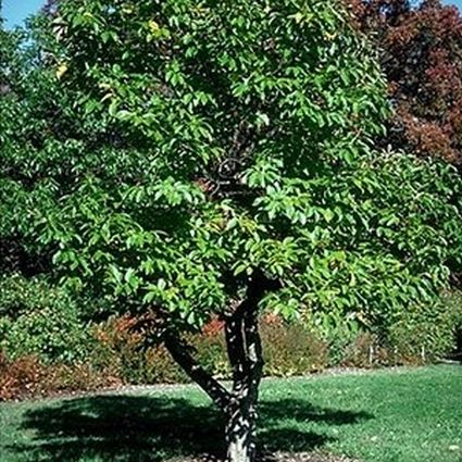 Chinese Chestnut