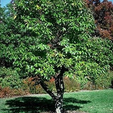 Chinese Chestnut