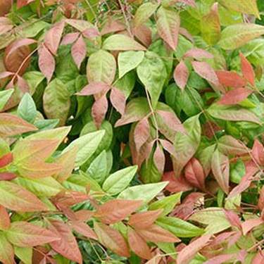 Blush Pink&trade; Nandina