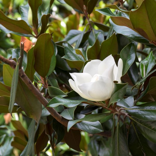 Green Giant Magnolia