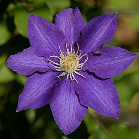 The President Clematis