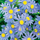 Cape Town Blue Daisy