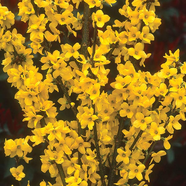 Show Off&reg; Forsythia