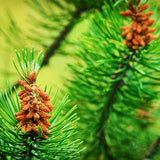 French Dark Green Scots Pine Tree