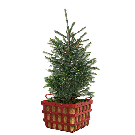 Rockin' Around Norway Spruce