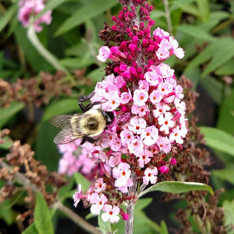 Buzz&trade; Soft Pink Butterfly Bush