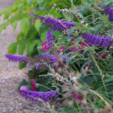 Buzz&trade; Lavender Butterfly Bush