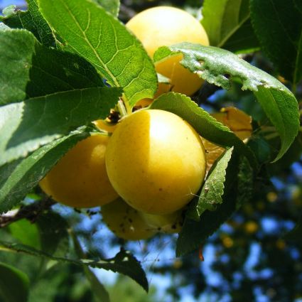 Golden Nectar Plum Tree