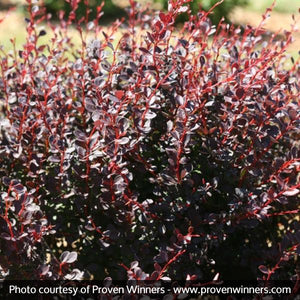 Proven Winners? Sunjoy Todo? Barberry