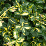 Blondy&reg; Euonymus