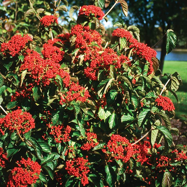 Cardinal Candy&reg; Viburnum