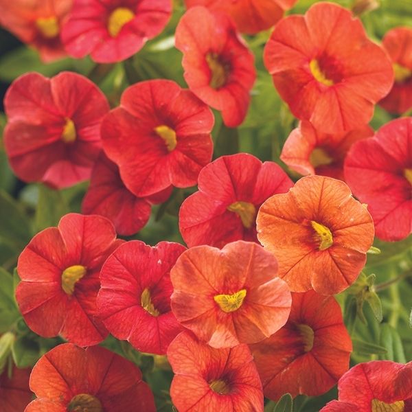 Dreamsicle Superbells Calibrachoa