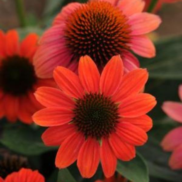 Sombrero&reg; Hot Coral Coneflower