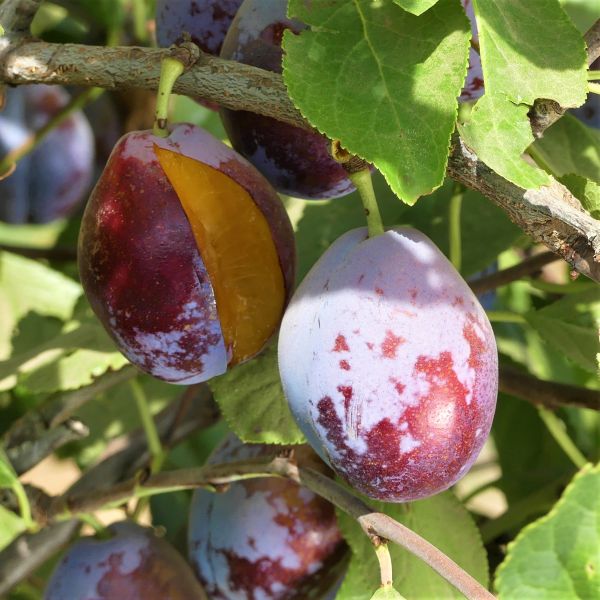 French Improved European Prune Tree