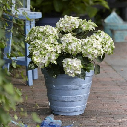 Everlasting&trade; Noblesse Hydrangea