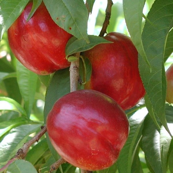 Flavortop Nectarine Tree