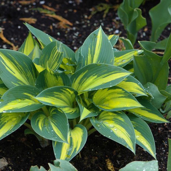 High Society Hosta