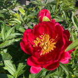 Raspberry Charm Peony