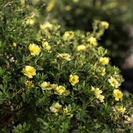 First Editions&reg; Lemon Meringue&trade; Potentilla