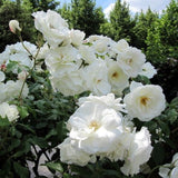 Iceberg Rose Tree