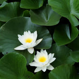 Virginalis Water Lily