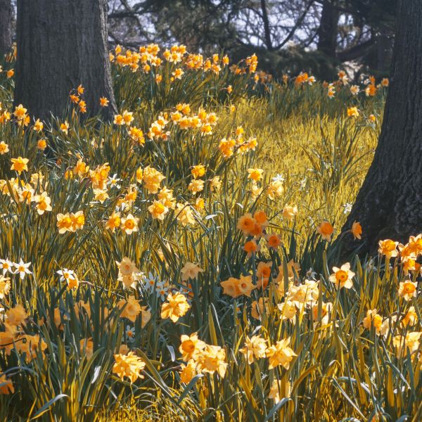 Spellbinder Daylily